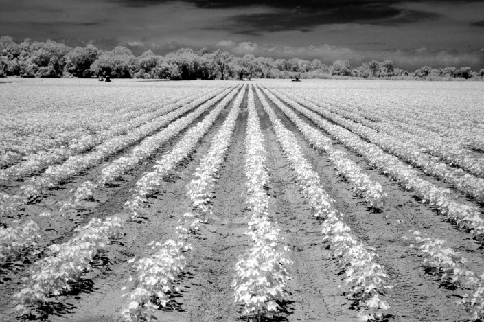 10ScarredProj King Cotton